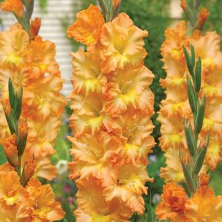 Penza Parrot Gladiolus Thumbnail